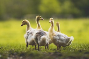 华体会官方网站-德甲冠军争夺：雷霆万钧的操控与反击，德甲名场面