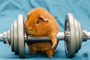 华体会登录-南非羚羊队：身体对抗与速度的完美融合，在比赛中展现无与伦比的统治力