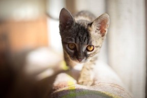 华体会app-新疆男篮积极备战强敌提升防守韧性，新疆男篮最新