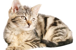 华体会官方网站下载-“高新体育中心沙滩排球：激烈对抗成就赛事巅峰”