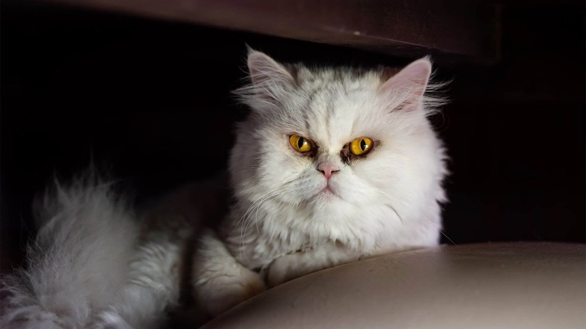 西甲球员赛后心率恢复速度与训练计划关联分析,西甲速度最快球员