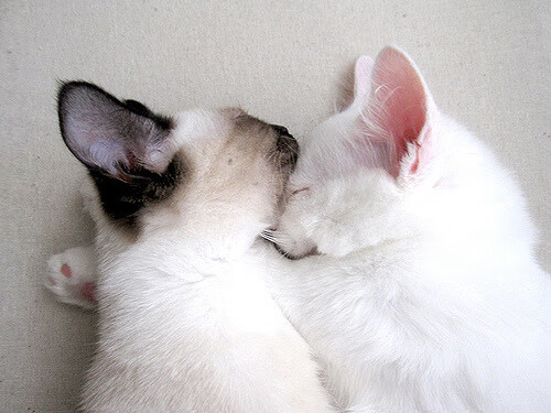 “欧足联 vs FIFA:全球俱乐部控制权之争持续升级”