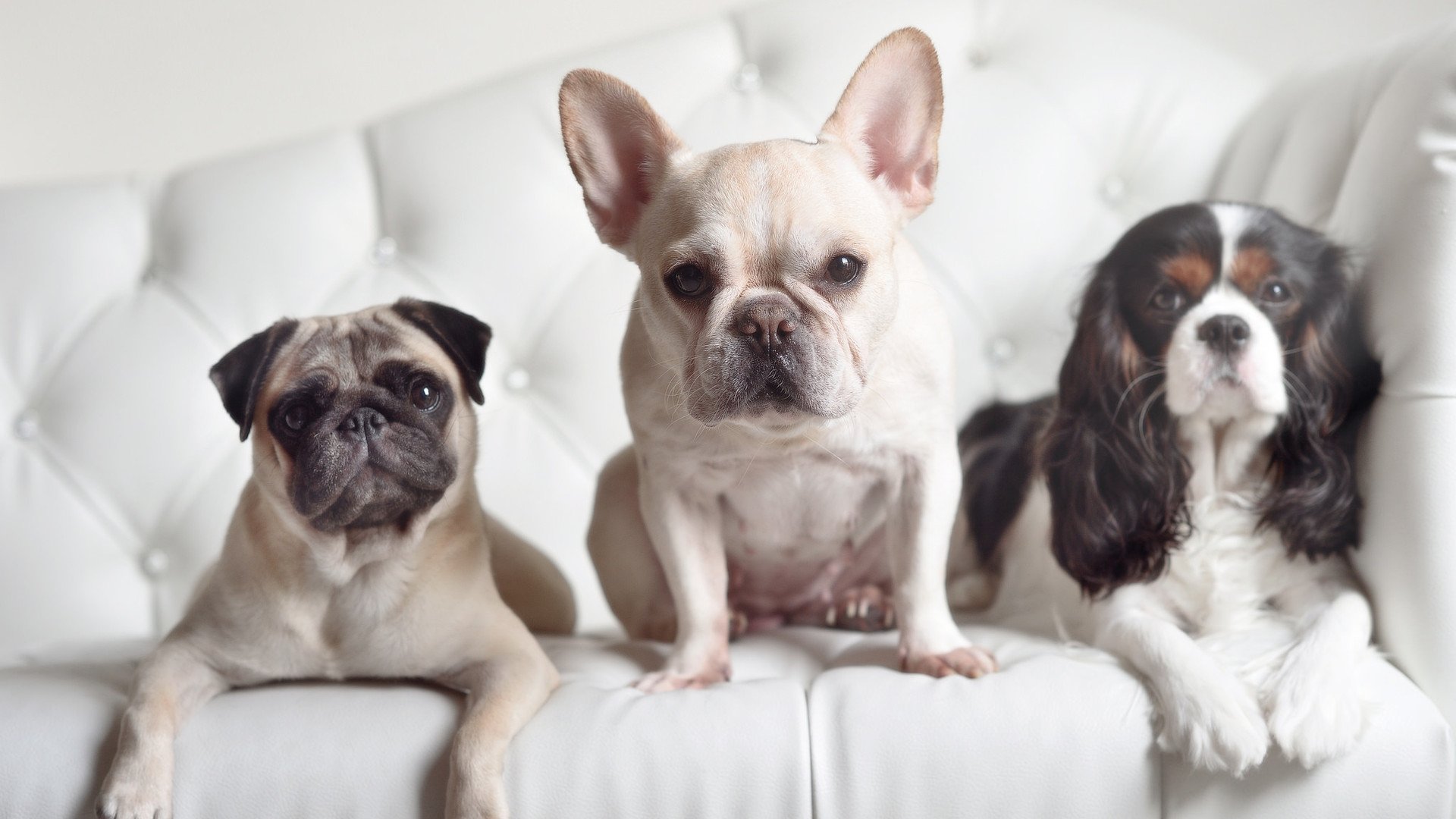 五大联赛是否加强替补与主力在节奏适配度训练,五大联赛打法