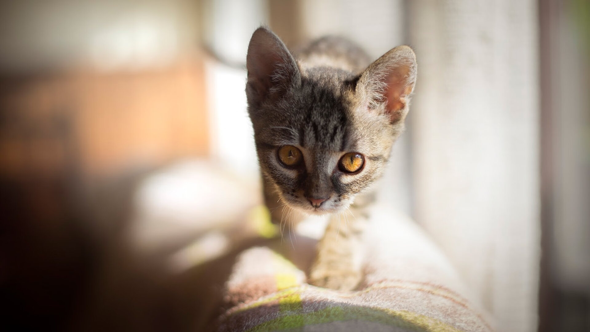 新疆男篮积极备战强敌提升防守韧性,新疆男篮最新