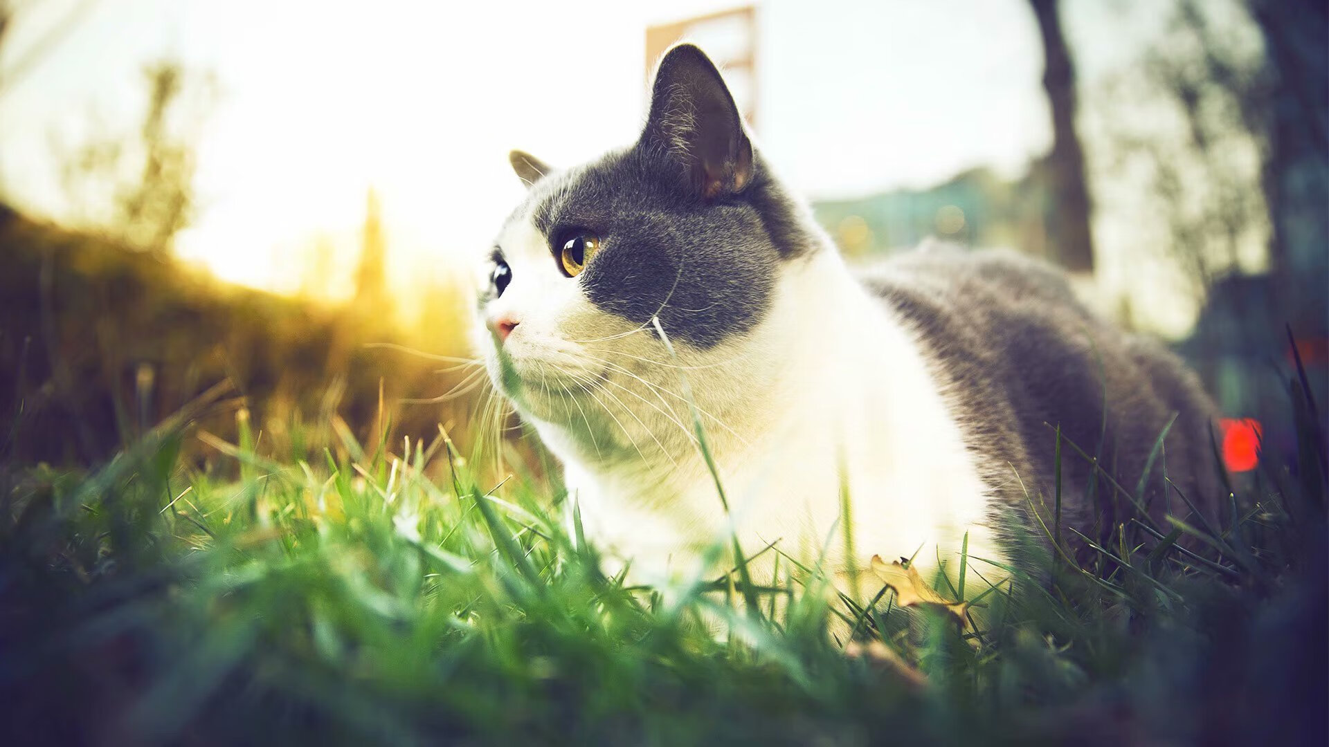 坦桑尼亚男篮在非洲锦标赛中奋勇攀登,追求突破