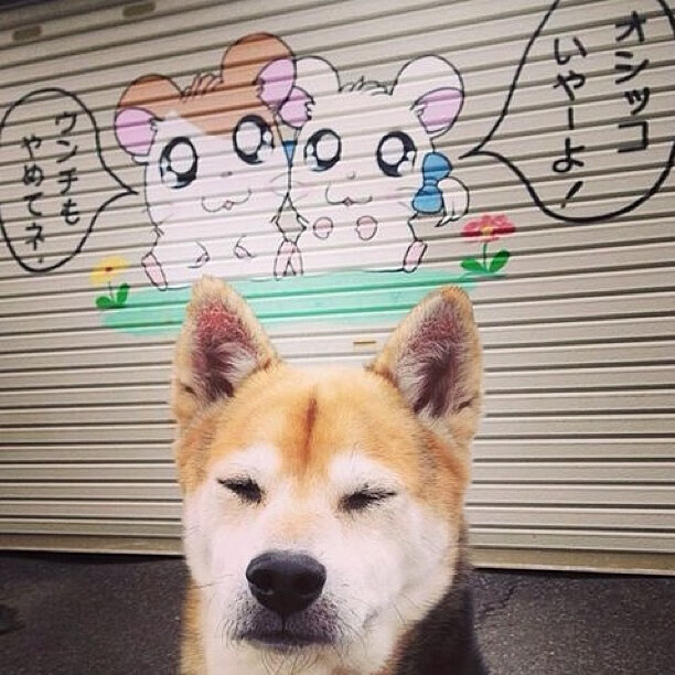 欧洲杯冠军争夺:战术、意志、团队的极致较量,欧洲杯冠军猜测