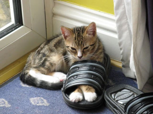 电子竞技规则标准化进程取得突破,电子竞技 标准