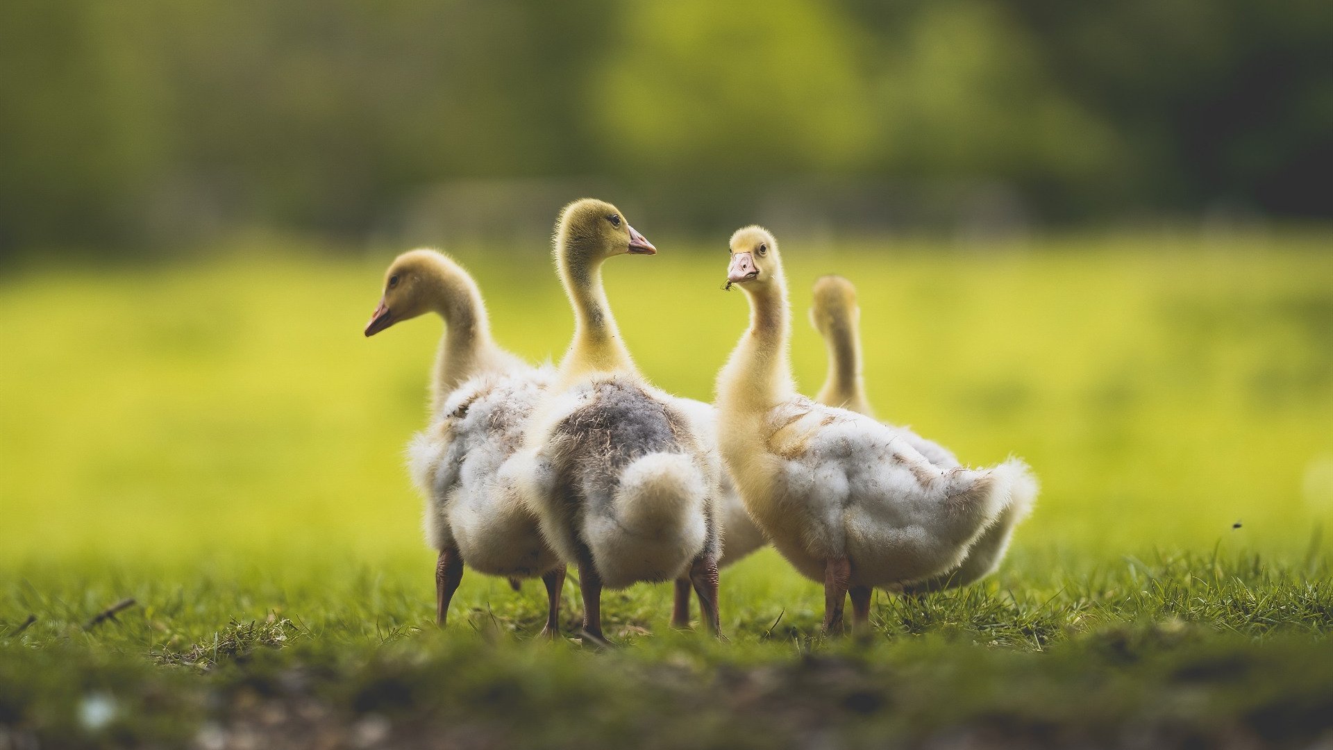 青少年篮球全国测评标准发布涵盖战术意识与身体素质,青少年篮球考核标准