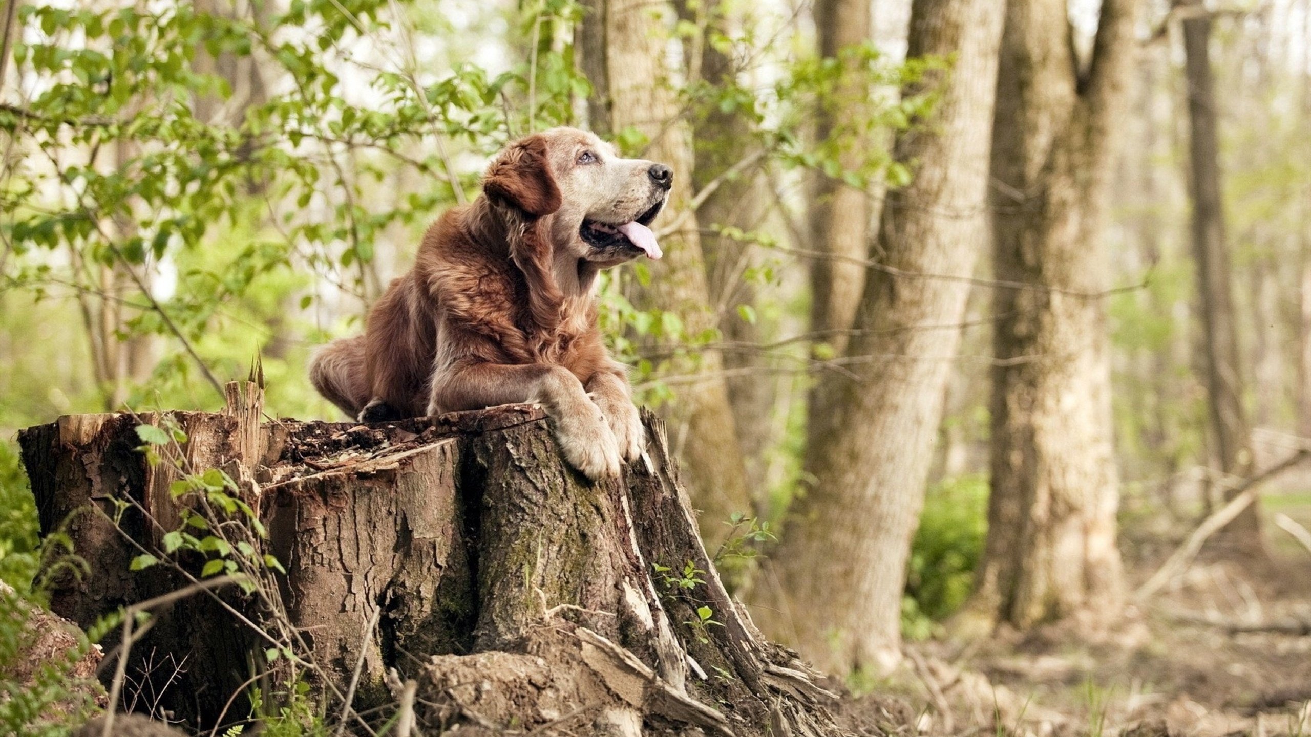1000元套餐成新生入学“硬性规定”?家长不满声起